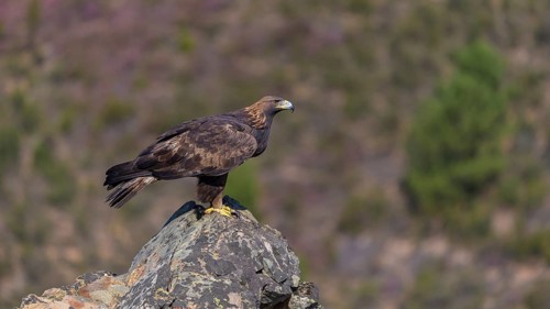Golden eagle (Aquila chrysaetos), female on a lichen-covered rock, habitat, Extremadura, Spain