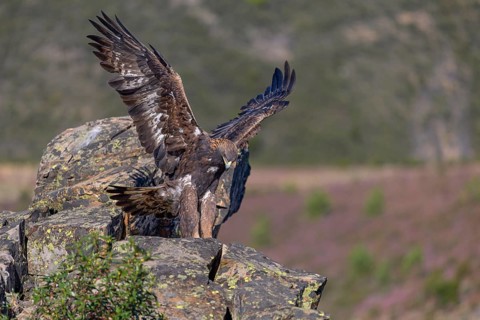 Golden eagle (Aquila chrysaetos), female landing on a lichen-covered rock, flight, flying, habitat,