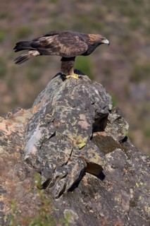 Golden eagle (Aquila chrysaetos), female on a lichen-covered rock, habitat, Extremadura, Spain
