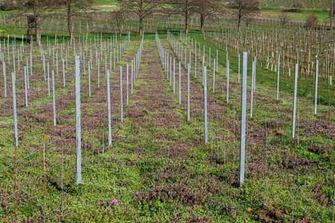 Red deadnettle (Lamium purpureum) in a vineyard, Southern Palatinate, Palatinate,