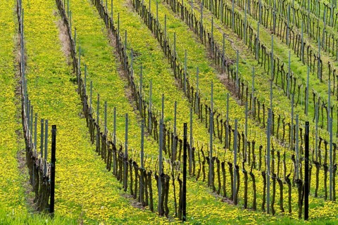 Green spring landscape in ordered rows of vineyards with blooming dandelions, Palatinate,