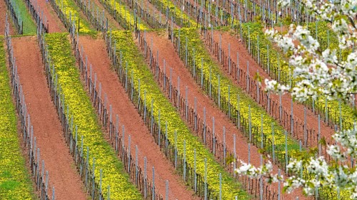 Grapevines in spring with yellow dandelions between accurate rows, Palatinate,