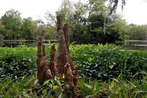 Aerial roots of the bald cypress stick out of the ground in Audubon Swamp, Charleston, null, USA