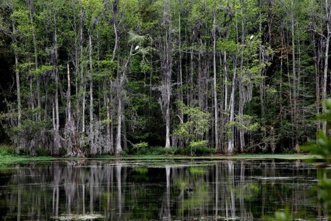 Dense row of trees reflected in the still water of a swamp, Charleston, South Carolina, USA