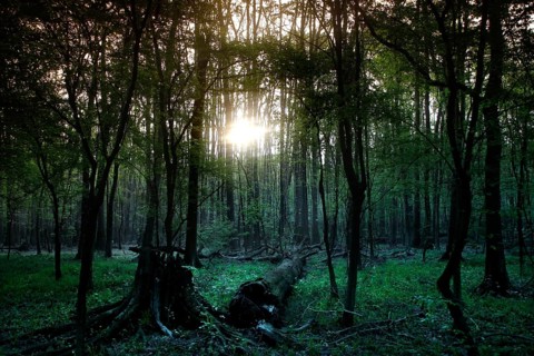 Mysterious forest with marshland pierced by the light of the low sun, Congaree National Park, South