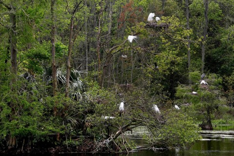 A quiet swamp with white birds in the trees, Charleston, South Carolina, USA