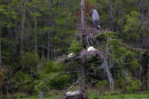 A gray heron sits on a tree nest in Audubon Swamp, Charleston, null, USA