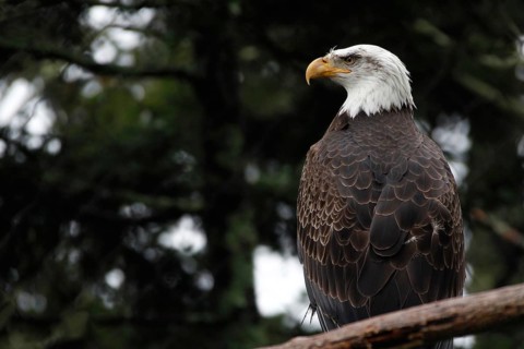 A bald eagle is majestically perched on a tree in Grandfather Mountain State Park, zero