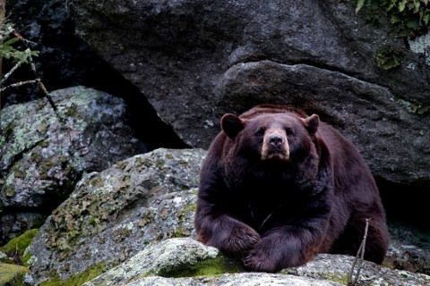 A black bear resting on large rocks, Grandfather Mountain State Park, North Carolina, USA