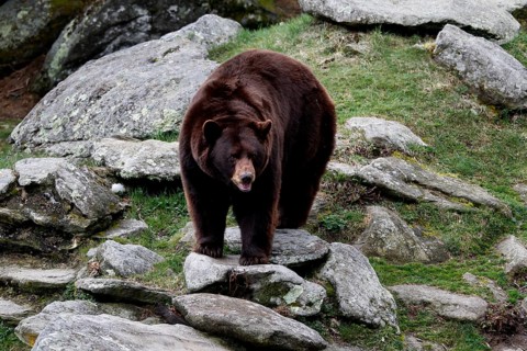 A black bear moves between rocks in greenery, Grandfather Mountain State Park, North Carolina, USA