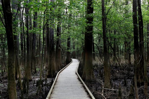 A wooden trail leads through a lush forest in Congaree National Park, Congaree National Park, South