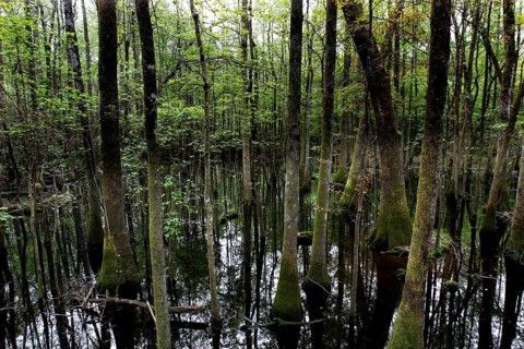 Forest and standing water in Congaree National Park in cloudy light, Congaree National Park, South