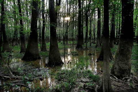 Dense forest in Congaree National Park with trees sticking out of the water, Congaree National