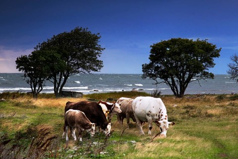 Cows graze on a coast under a blue sky with a calm atmosphere, Högklint, Gotland, Sweden