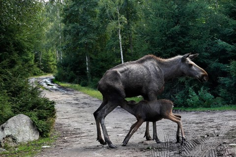 Elk cow with calf crossing a forest trail in Glasrikets Elk Park, Nybro, Kalmar, Sweden
