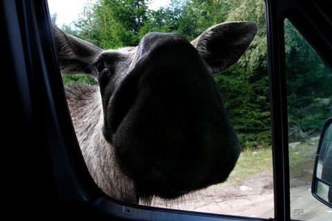 Elk cow curiously approaches the car window in Glasrikets Elk Park, Nybro, Kalmar, Sweden