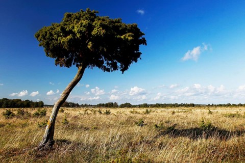 A lonely tree in a meadow under a clear blue sky, Närsholmen, Gotland, Sweden