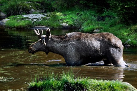 Bull elk standing in water surrounded by green forest area, Nybro, Sweden