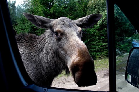 Elk cow looks curiously into the car window of Glasriket Elk Park, Nybro, Kalmar, Sweden