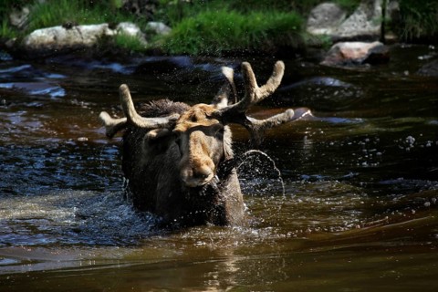 Bull elk crosses the lake in Glasrikets Elk Park, Nybro, Kalmar, Sweden