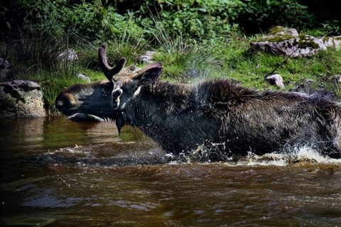 Bull elk swims in the lake of the Glasriket Elk Park near Nybro, Nybro, Kalmar, Sweden