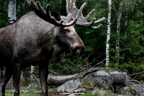 A stately bull moose at Glasrikets Elk Park in Nybro against a wooded backdrop, Nybro, Kalmar