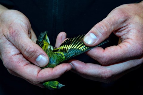 Hands carefully holding a small bird for examination, Curonian Spit, RUS