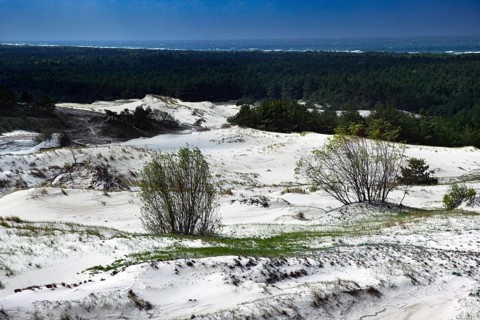 Wide sand dunes with sporadically growing bushes under bright blue sky, Ephas Heights, Kaliningrad,