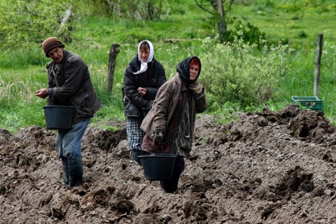 Farmers plant potatoes in a muddy field when it rains, Gromovo, Russia