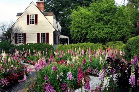 Custis Tenement surrounded by blooming gardens in Colonial Williamsburg, Williamsburg, Virginia,