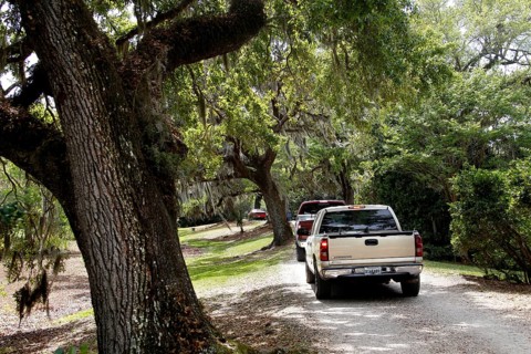 Pick-ups drive through a tree-lined street in the garden, Avery Island, Louisiana, USA