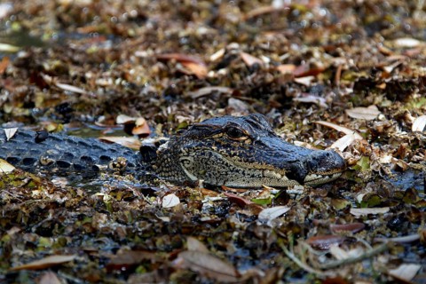 A camouflaged alligator hides among leaves and branches in Avery Island, zero