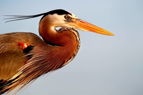 Close-up of a magnificent heron with contrasting feathers and a sharp beak