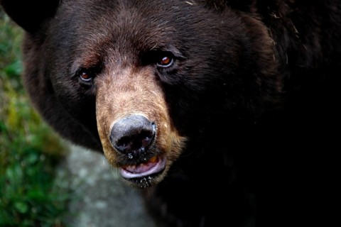 Close-up of a black bear with detailed focus on face in Grandfather Mountain State Park,