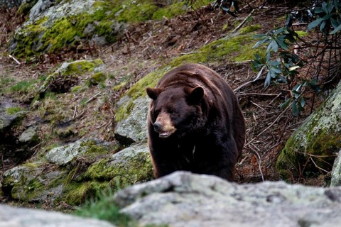 American Black Bear stands alert in a rocky and vegetated environment in Grandfather Mountain State