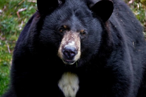 A black bear is lying in wait in a wooded area, Grandfather Mountain State Park, North Carolina,