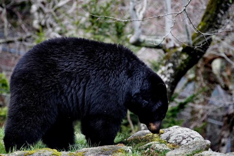 American Black Bear foraging among rocks and tree trunks in Grandfather Mountain State Park,