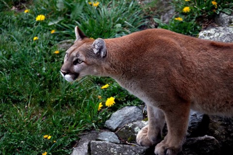 Mountain lion in hunting pose surrounded by rocks and yellow flowers in Grandfather Mountain State