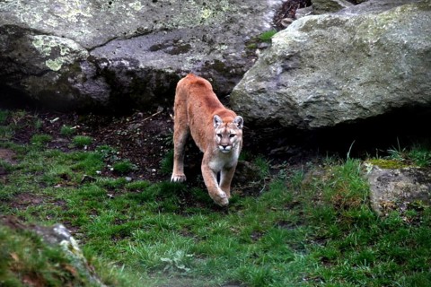 A mountain lion moves between rocks and grass in Grandfather Mountain State Park, Grandfather