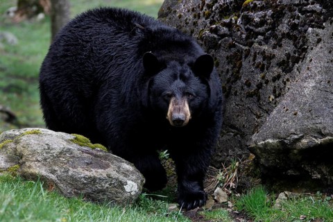 American Black Bear moves between rocks and grass in Grandfather Mountain State Park, Grandfather