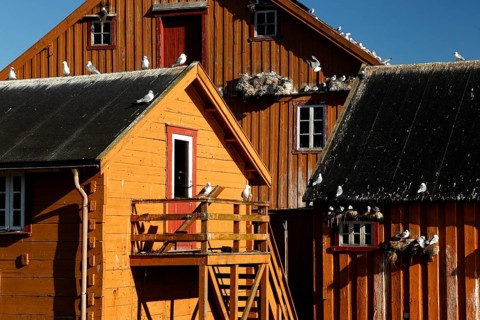 Wooden building with seagulls in Vardø harbour under clear sky, Vardø, Finnmark, Norway