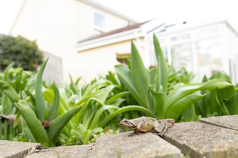Common frog (Rana temporaria) adult amphibian in a garden with a house in the background in spring,