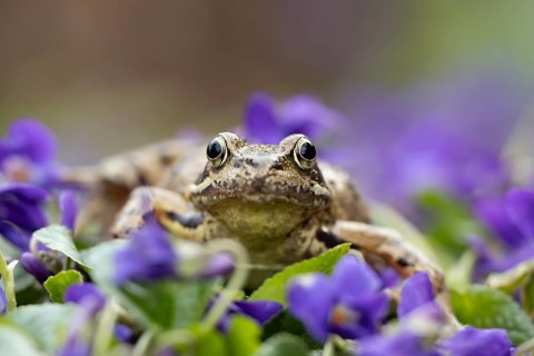 Common frog (Rana temporaria) adult amphibian on garden blue violet flowers in spring, England,