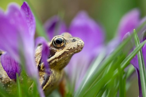 Common frog (Rana temporaria) adult amphibian amongst garden purple crocus flowers in spring,