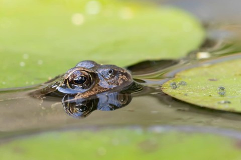 Common frog (Rana temporaria) adult amphibian on the water surface of a garden pond amongst water