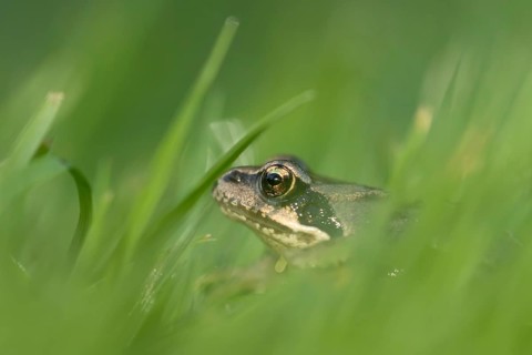 Common frog (Rana temporaria) juvenile baby froglet amphibian amongst grass of a garden lawn in
