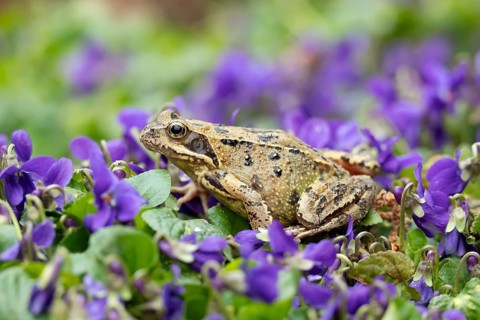 Common frog (Rana temporaria) adult amphibian amongst garden blue violet flowers in spring,