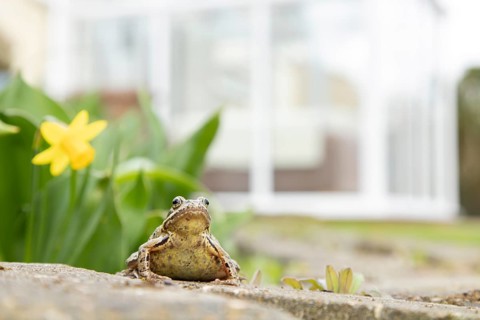 Common frog (Rana temporaria) adult amphibian in a garden with a conservatory in the background in