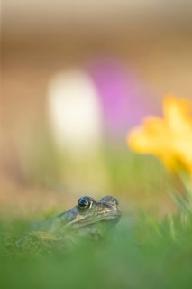 Common frog (Rana temporaria) adult amphibian amongst garden crocus flowers in spring, England,