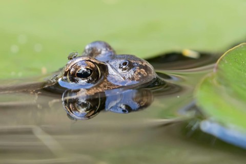 Common frog (Rana temporaria) adult amphibian on the water surface of a garden pond amongst water